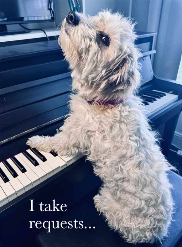 A dog with its paws on a piano keyboard